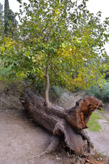 Obraz premium walk through Nahal Hashofet in the HaZorea Forest, Ramat Menashe Biosphere Reserve, located near Mount Carmel, Israel