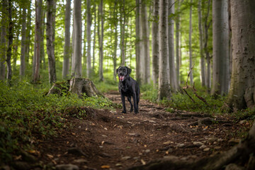 Portrait of an black labrador Retriever in the forest. Big dog standing proud in the nature