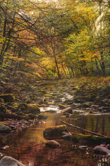 Small creek in autumn woods