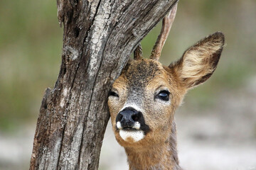 Chevreuil se grattant contre un arbre, tendresse