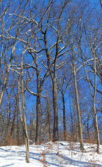 Fototapeta premium winter landscape in deciduous forest