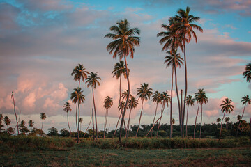 Palm trees in open field at sunset