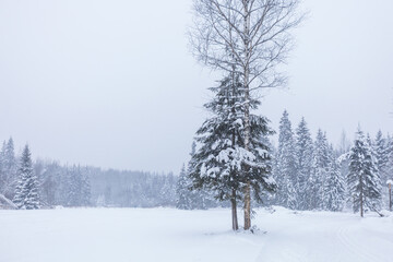 Winter snowy forest. Moscow region, Russia