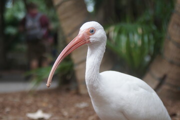close up of a pelican