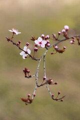 Branch of a plum tree with flowers on blurred background