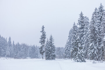 Winter snowy forest. Moscow region, Russia