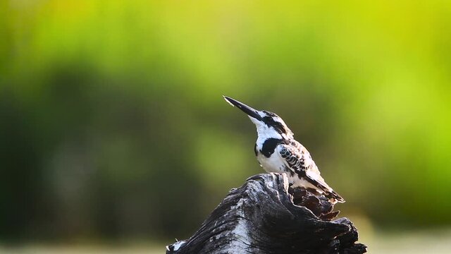 Pied kingfisher grooming in backlit in Kruger National park, South Africa ; Specie Ceryle rudis family of Alcedinidae