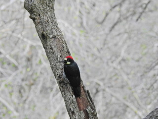 An acorn woodpecker perched in an oak tree in the Sequoia, Kings Canyon National Park, California.