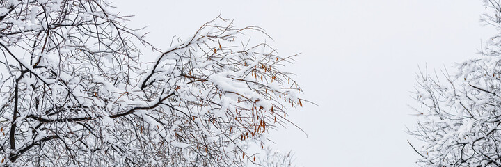 Obraz premium Beautiful winter landscape. Snow on the branches of trees and bushes after a snowfall. Beautiful winter background with snow-covered trees. Plants and fresh snow in the forest park. Cold snowy weather