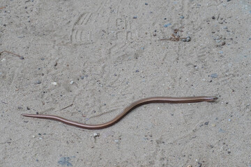 The deaf adder or slowworm or blindworm (Angius fragilis)