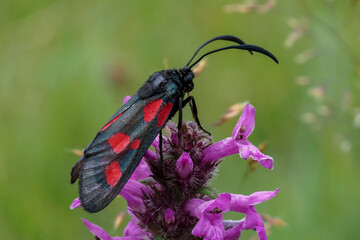 The burnet species (Zygaena spec.) or maybe called forester moths