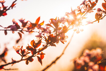 Delicate backlit pink flower
