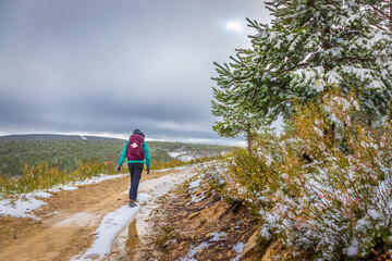 Fototapeta premium Girl Pilgrim Hiker Walking in Frosty Snow Mountain Forest on the Pilgrim Way of St James Camino de Santiago
