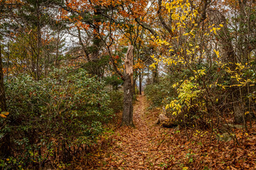 Appalachian Trail in Shenandoah National Park