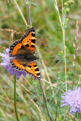 The small tortoiseshell (Aglais urticae) is a colourful Eurasian butterfly
