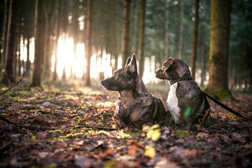 Portrait of an Mixed Breed Dog in the nature. Half-breed Dog on a walk in the forest. Rescued Street dog happy now