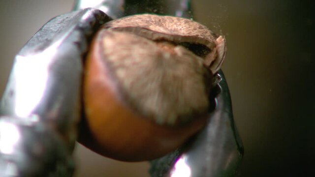 Hazelnut peel breaks in close and slow motion. Turkish hazelnut is broken with pliers.