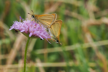 Thymelicus lineola, known in Europe as the Essex skipper and in North America as the European...