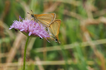 Thymelicus lineola, known in Europe as the Essex skipper and in North America as the European skipper, is a species of butterfly in the family Hesperiidae.