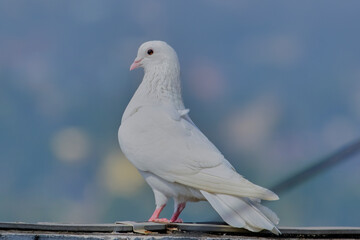 Rock Pigeon isolated portraiture expressions