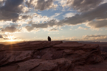 California Condor at Horseshoe Bend in Arizona