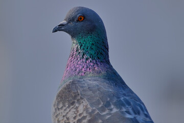 Rock Pigeon isolated portraiture expressions