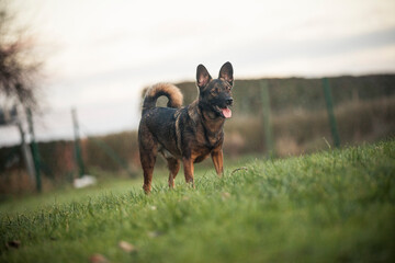 Portrait of an Mixed Breed Dog in the nature. Half-breed Dog on a walk in the forest. Rescued Street dog happy now