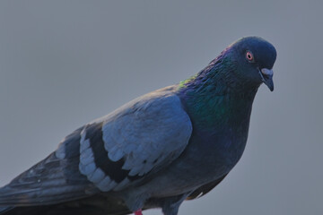 Rock Pigeon isolated portraiture expressions
