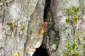 The European hornet (Vespa crabro) is the largest eusocial wasp native to Europe.