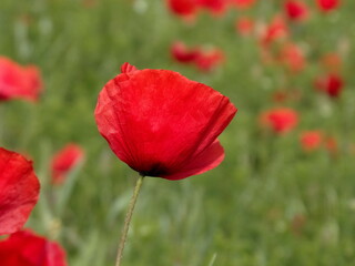 Fototapeta premium la bellissima fioritura dei papaveri nella campagna toscana