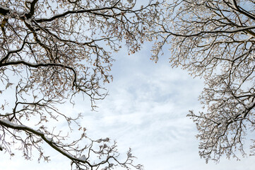 Background of the blue sky and branches of the tree with snow.