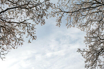 Background of the blue sky and branches of the tree with snow.
