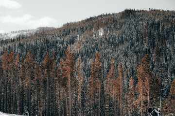 Mountain Ember Trees