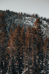 Mountain Ember Trees 2