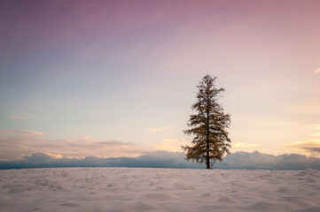 A lonely Christmas tree stands in a snowy field against the background of a beautiful sunset sky. Minimalism