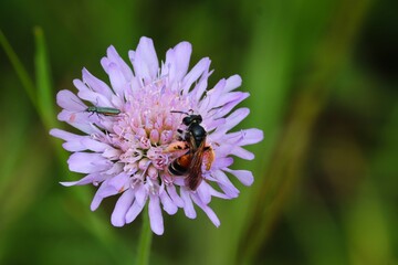 Biene sitzt auf violetter Blüte