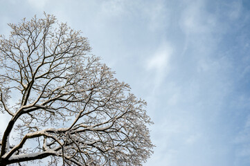 Background of the blue sky and branches of the tree with snow.