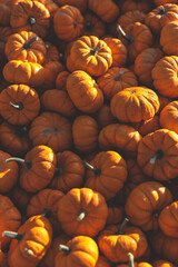 Mini Pumpkins