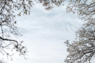Background of the blue sky and branches of the tree with snow.