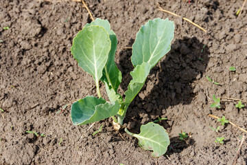 Cabbage seedling in a vegetable garden