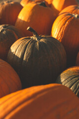 Mixed Pumpkin Scene