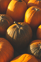 Mixed Pumpkin Scene 2