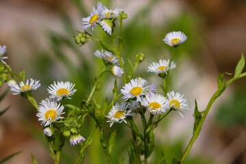 weisse Blüten von Berufekraut