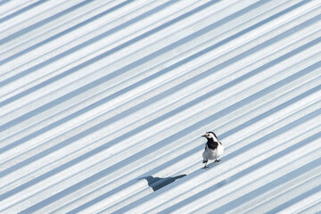 snowboarder in the sky