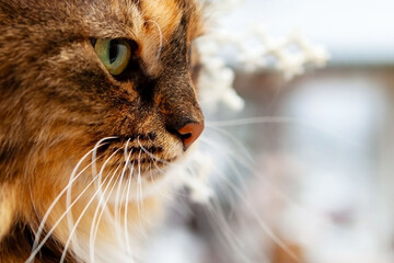 Portrait of a cat in profile, looks out the window. 