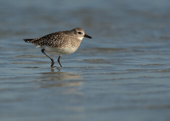 Portrait of a Grey plover at Eker creek of Bahrain