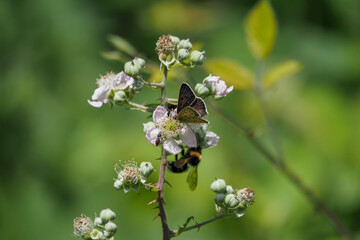 The common blue butterfly (Polyommatus icarus) is a butterfly in the family Lycaenidae and subfamily Polyommatinae.