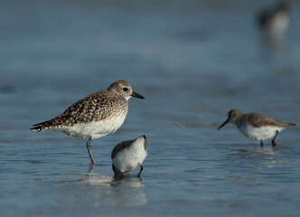 Grey plover at Eker creek of Bahrain