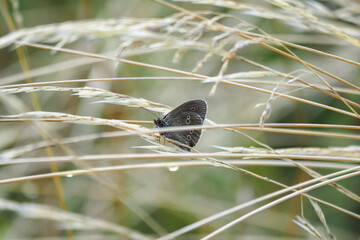 The ringlet (Aphantopus hyperantus) is a butterfly in the family Nymphalidae.