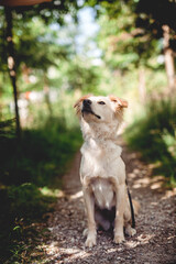 Mixed breed dog play in the forest. Rescue dog have fun while jumping